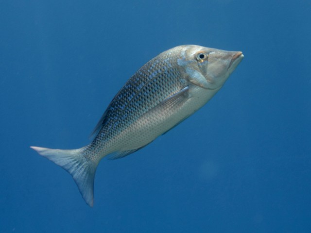 Lethrinus nebulosus